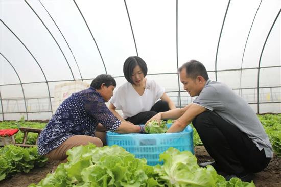 马涛夫妻俩在蔬菜种植大棚里和群众一起采摘蔬菜